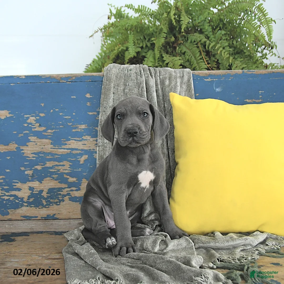 Great Dane dogs for sale: Freya - Ad 5