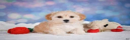Maltipoo dogs for sale: Maggie - Ad 3