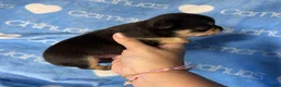 Chihuahua dogs for sale: Jed Short Coat - Ad 6
