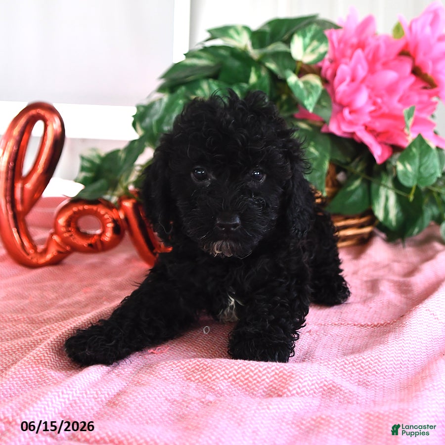 Miniature Poodle dogs Annabelle - Ad 2