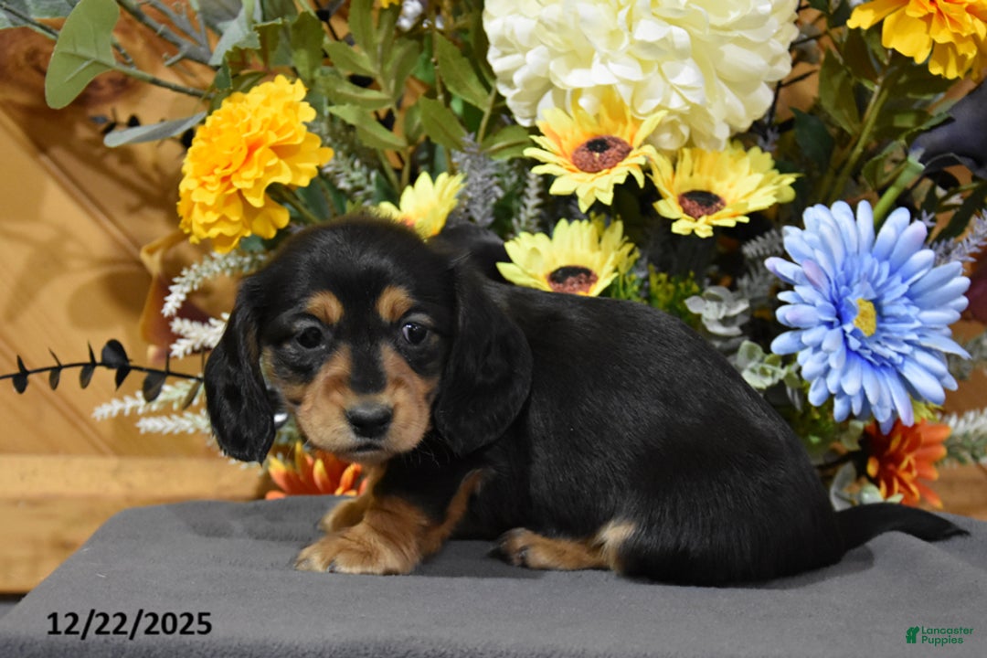 Miniature Dachshund dogs for sale: Addalyn - Ad 2