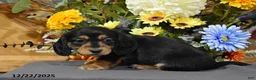 Miniature Dachshund dogs for sale: Addalyn - Ad 6