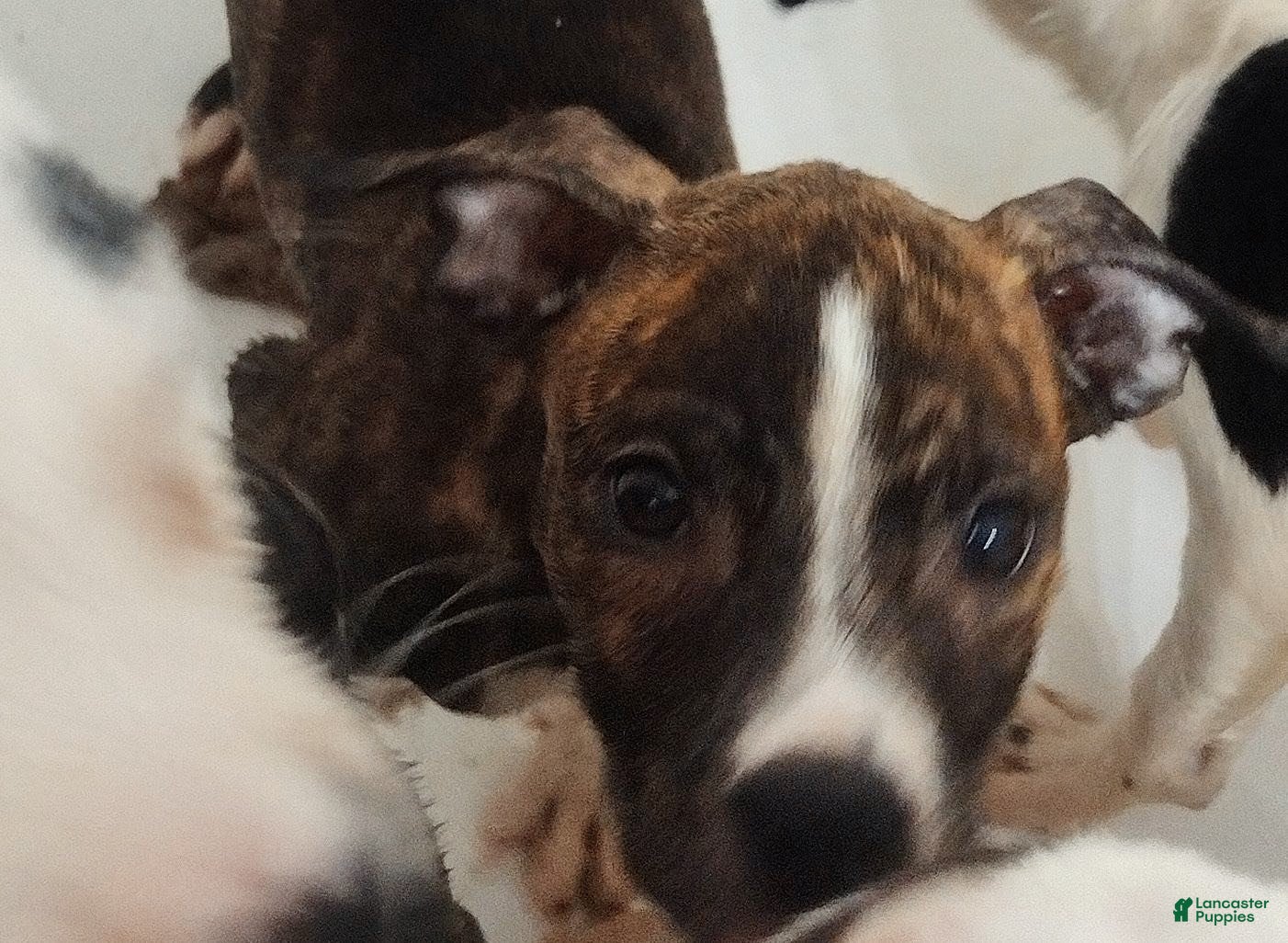 Mixed Breed dogs for sale: Sassy - Ad 4