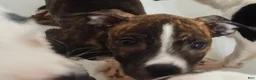 Mixed Breed dogs for sale: Sassy - Ad 1