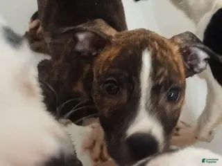 Mixed Breed dogs for sale: Sassy - Ad 4