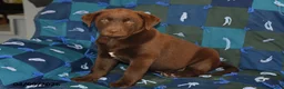 Mixed Breed dogs for sale: Cash - Ad 5