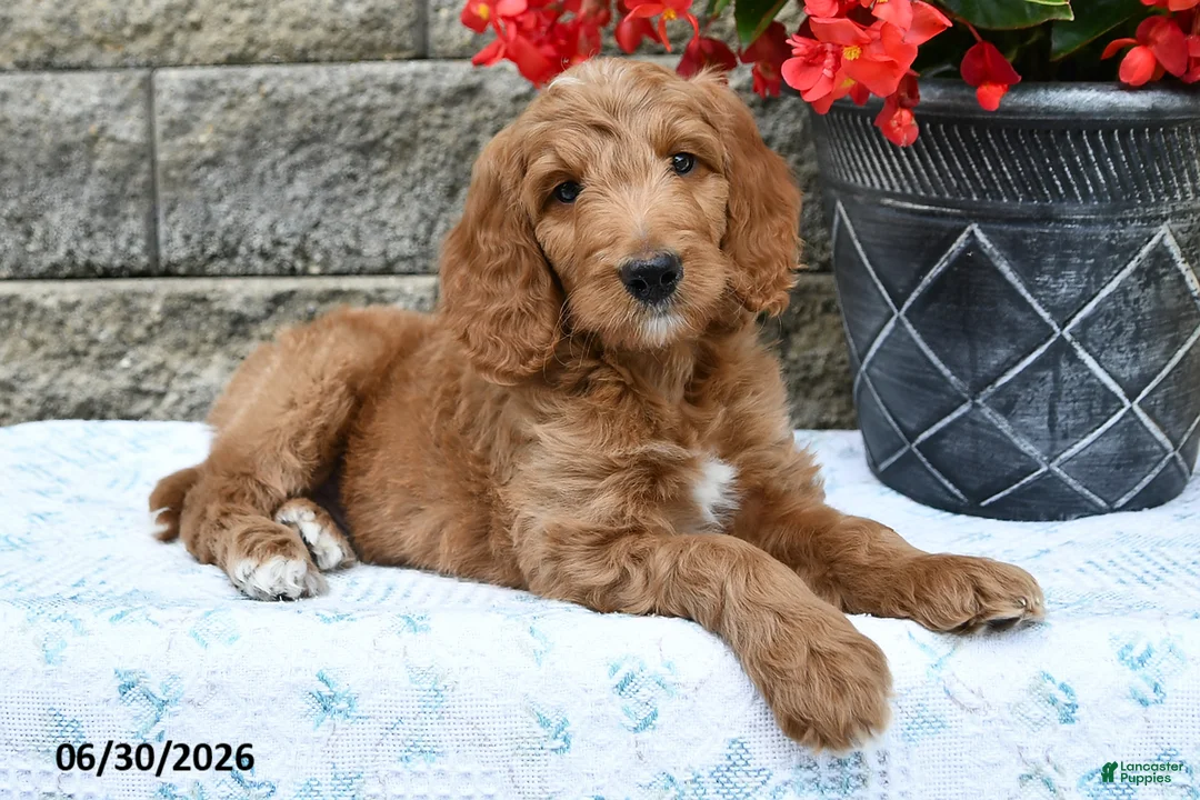 Goldendoodle dogs for sale: Nacho - Ad 1