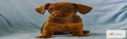 Dachshund dogs for sale: Mason - Ad 3