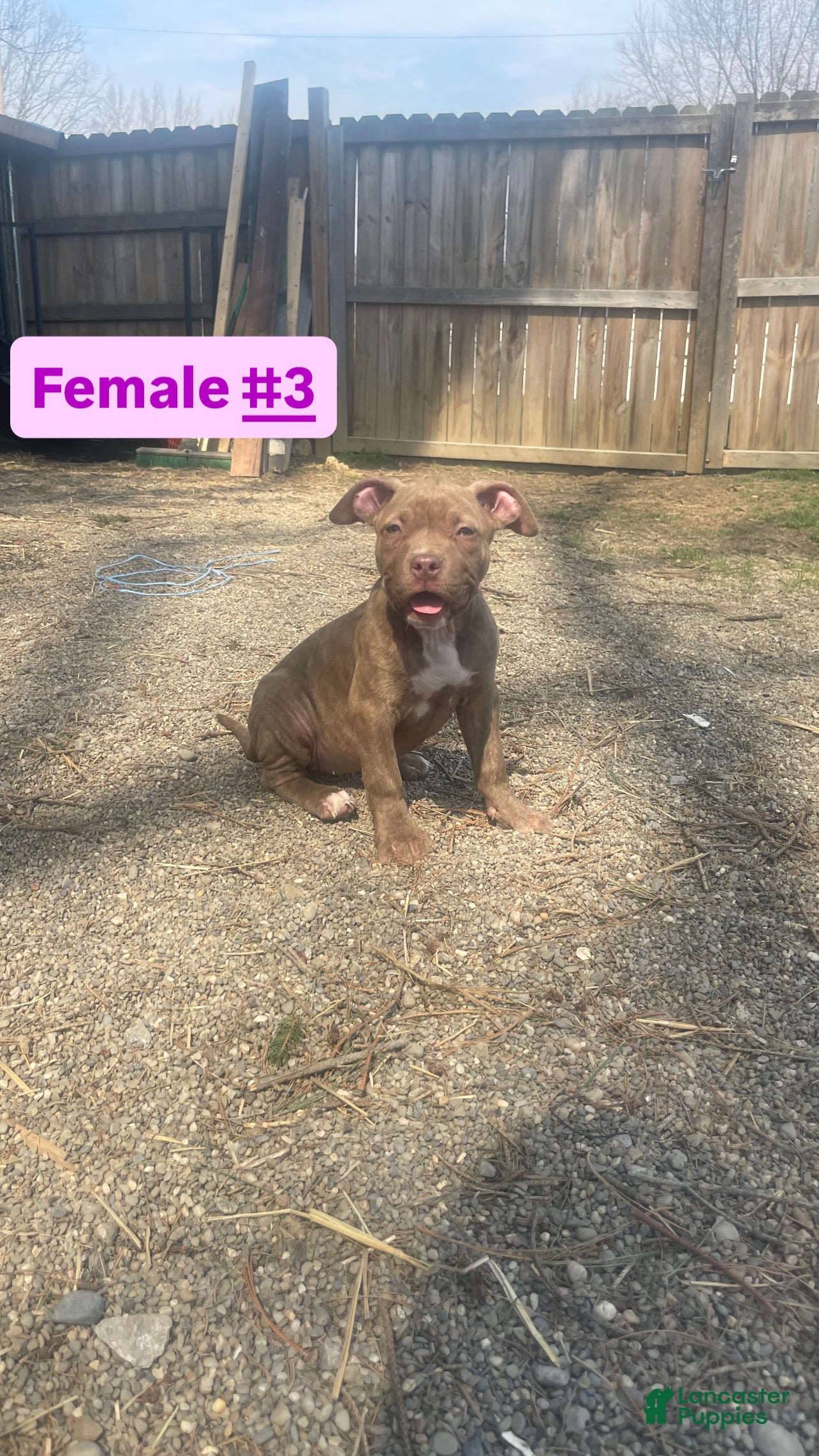 American Bully dogs American Bully Puppy 2 - Ad 1