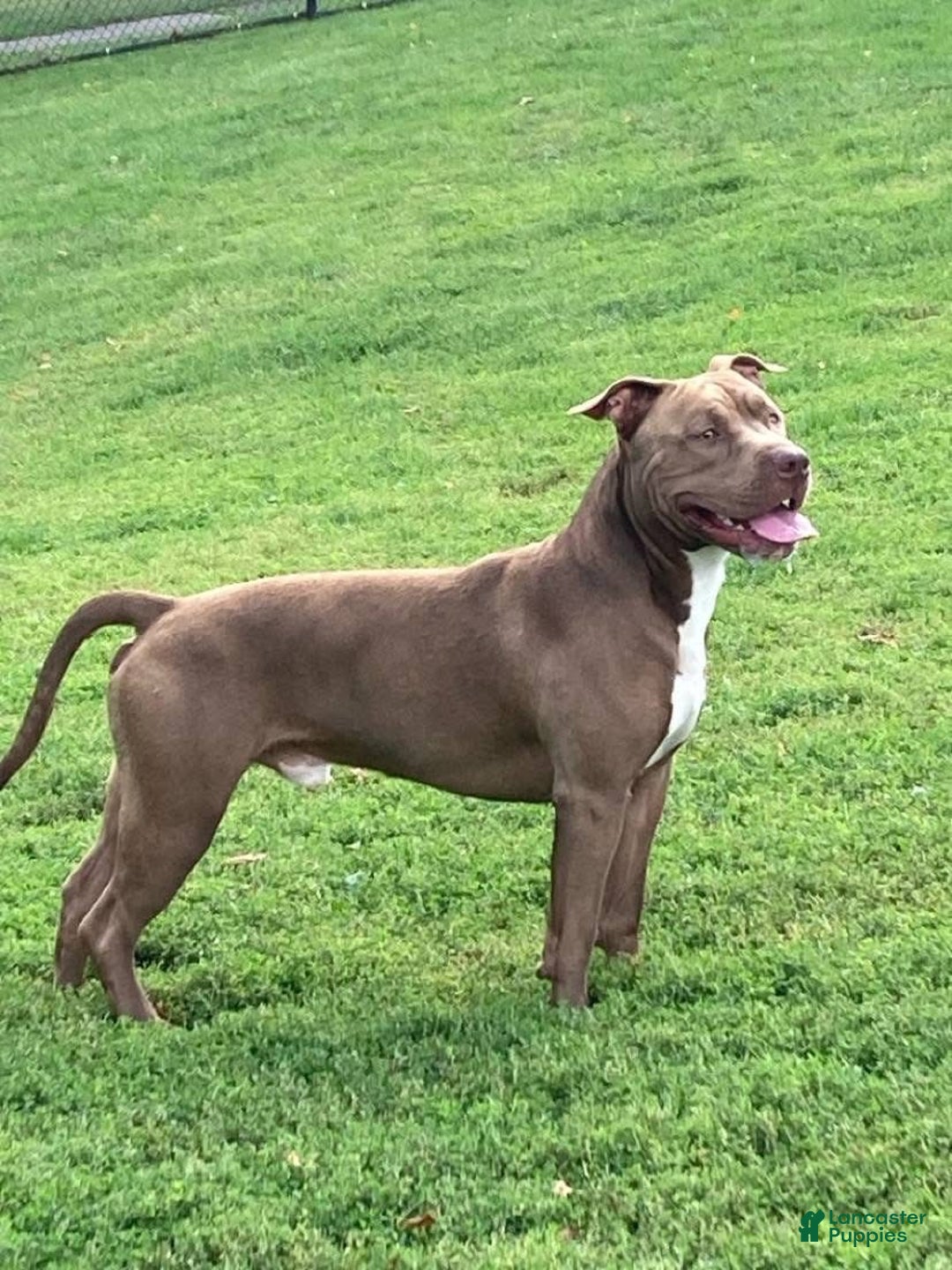 American Bully dogs for sale: King - Ad 11