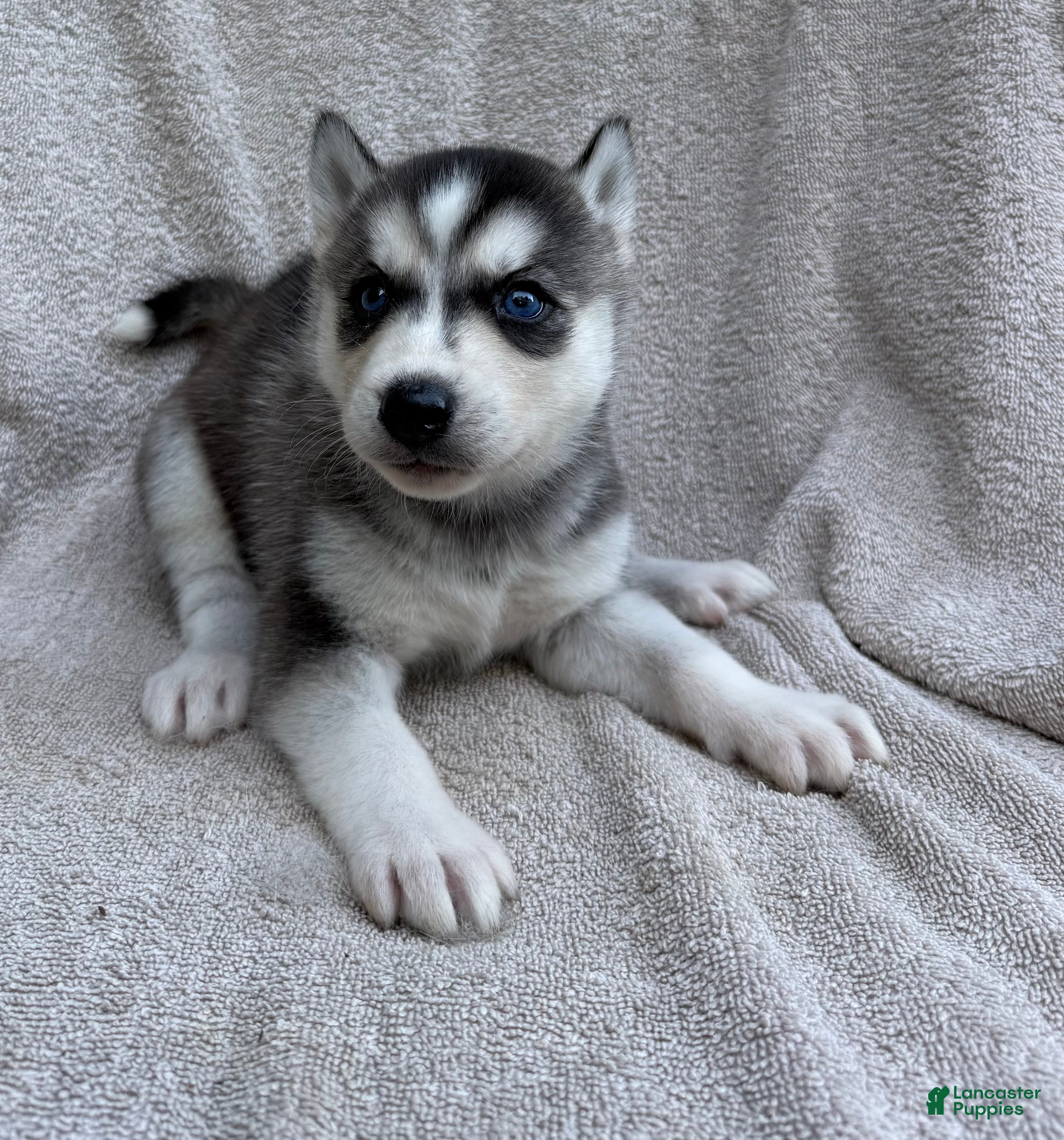 Siberian Husky dogs Nova - Ad 1