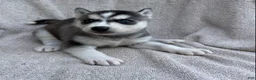 Siberian Husky dogs for sale: Nova - Ad 1