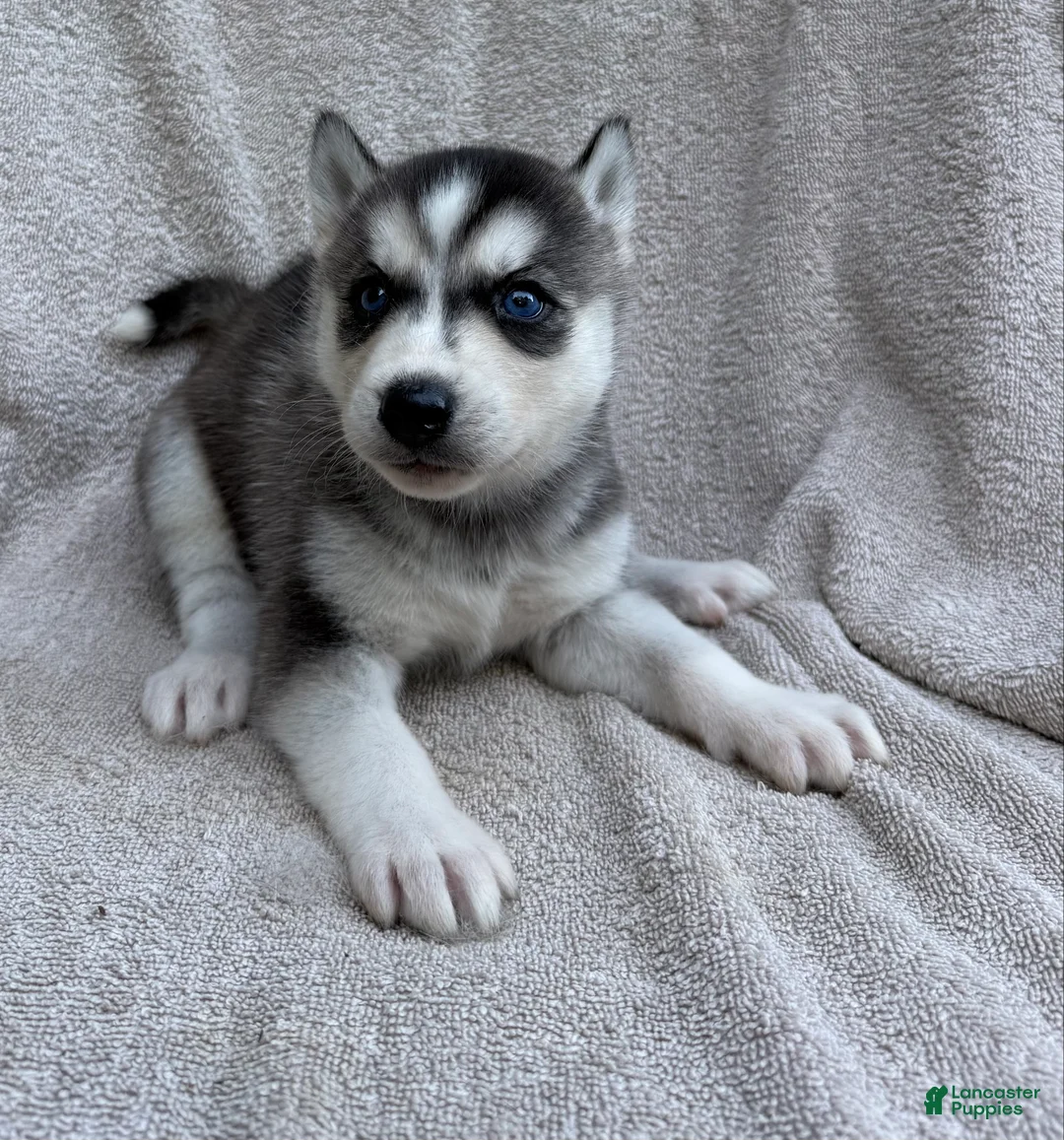 Siberian Husky dogs for sale: Nova - Ad 1