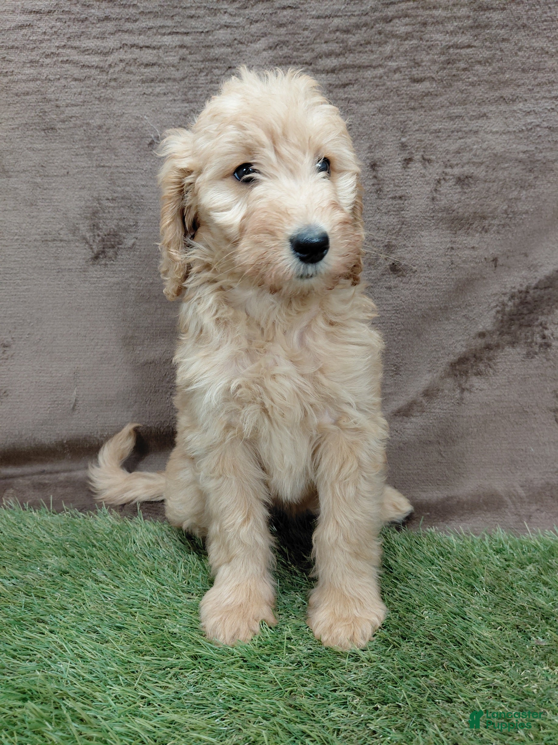 Goldendoodle dogs Findley Standard  - Ad 2