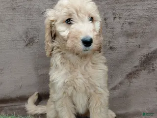 Goldendoodle dogs Findley Standard - Ad 2