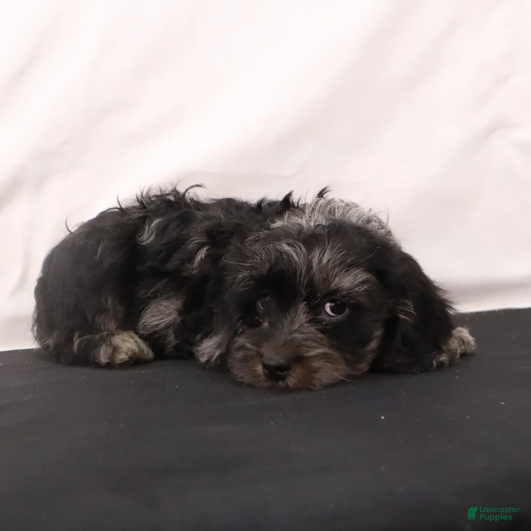 Cavapoo dogs for sale: Hank  - Ad 7
