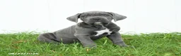 Cane Corso dogs for sale: Ranger - Ad 4