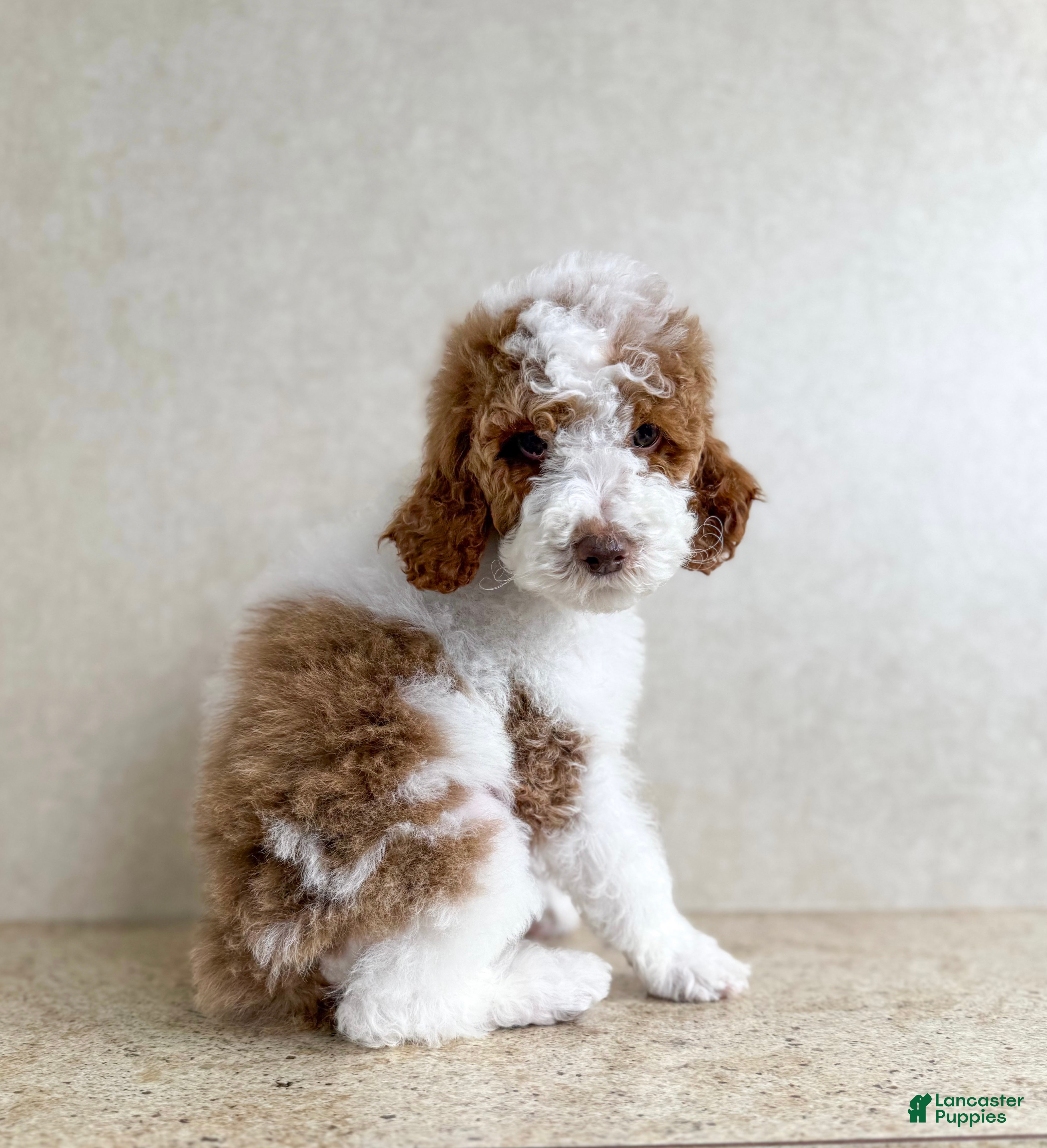 Goldendoodle dogs for sale: Groopert  - Ad 1