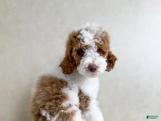 Goldendoodle dogs Groopert - Ad 6