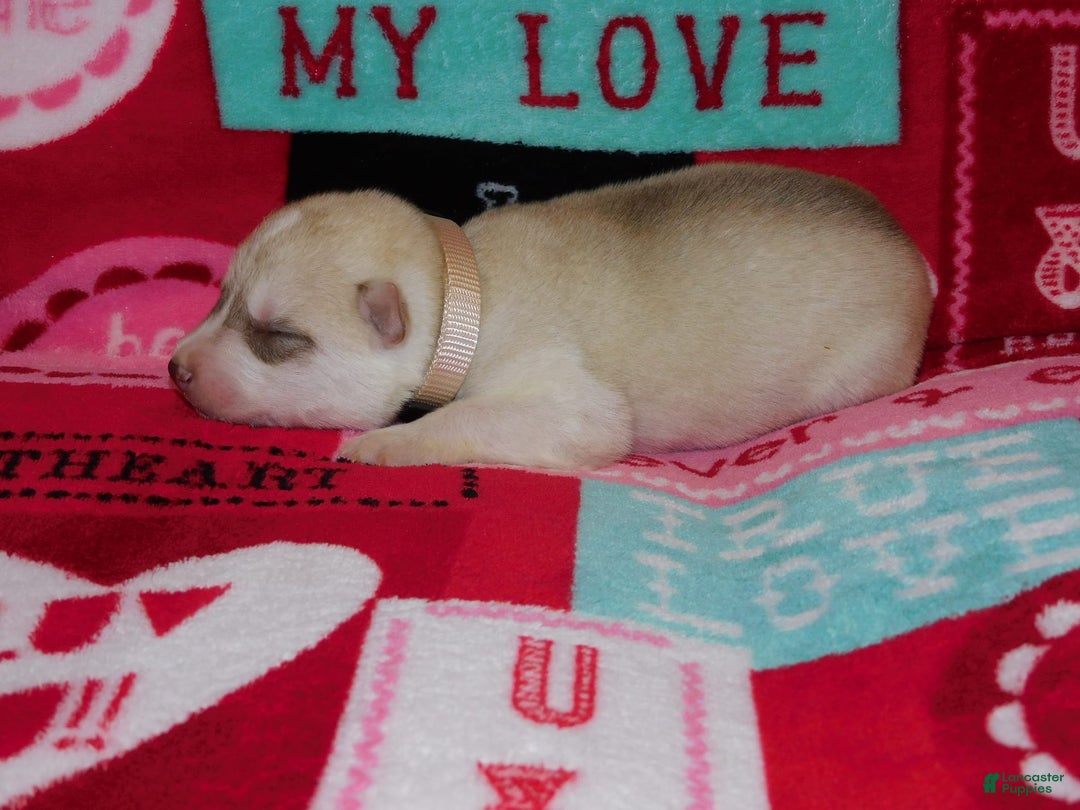 Gallery Image {{count}}