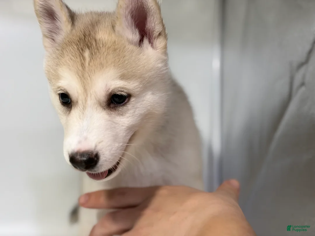 Mixed Breed dogs for sale: Charlie - Ad 2