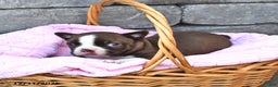 Boston Terrier dogs for sale: Dawn  - Ad 3