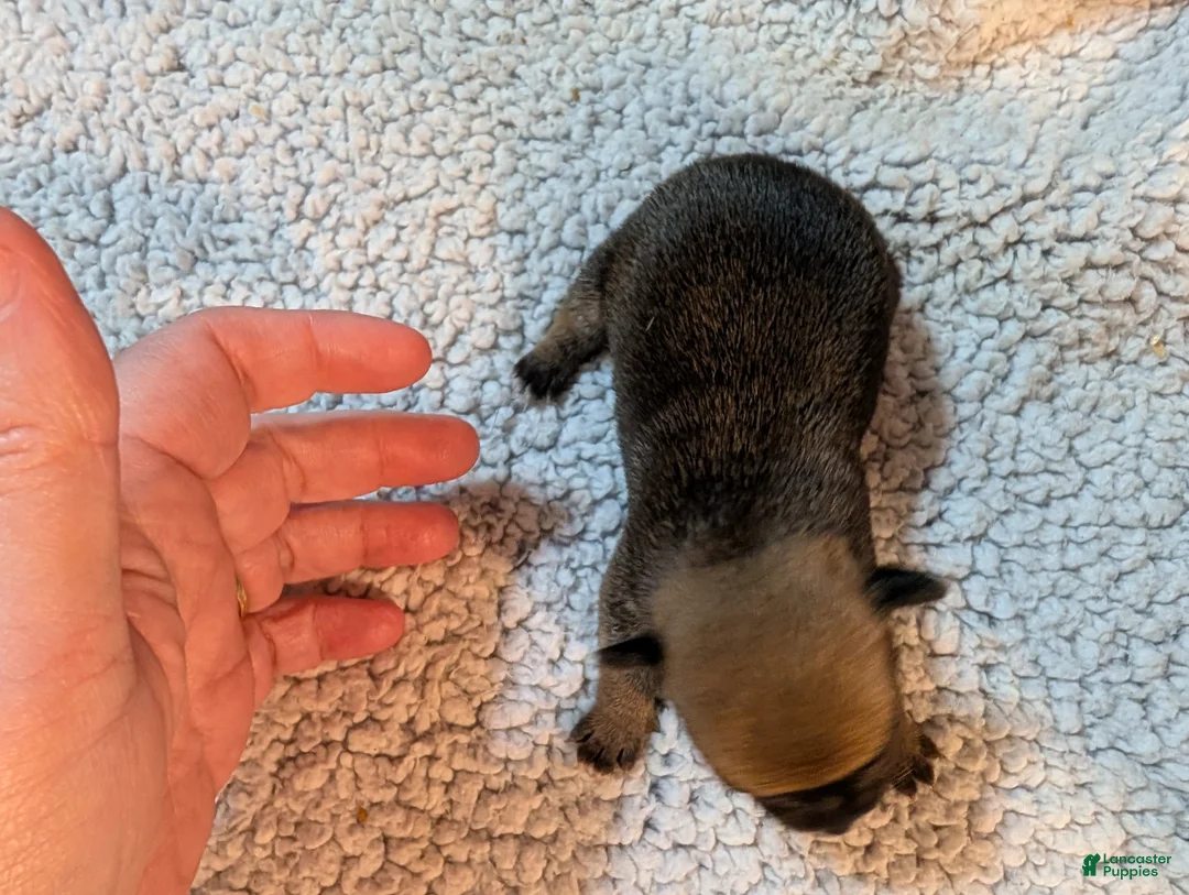 Chihuahua dogs for sale: Valerie - Ad 1