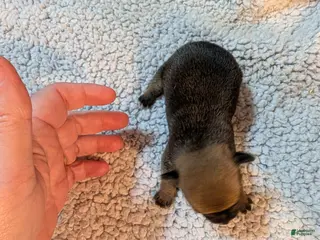 Chihuahua dogs Valerie - Ad 30