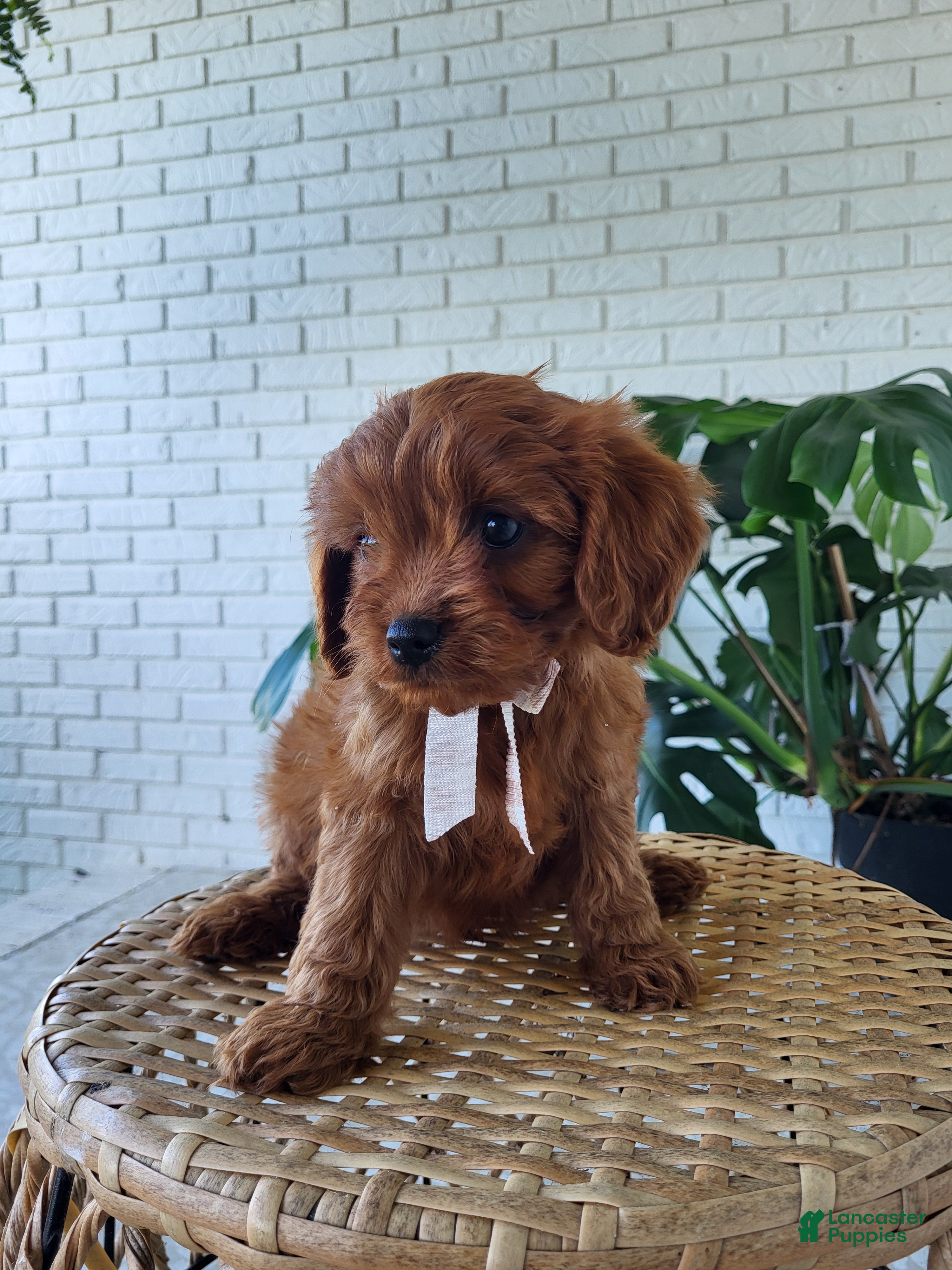 Cavapoo dogs for sale: Jack - Ad 2