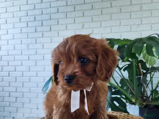 Cavapoo dogs for sale: Jack - Ad 2