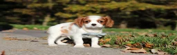 Cavalier King Charles Spaniel dogs for sale: Arlo - Ad 3