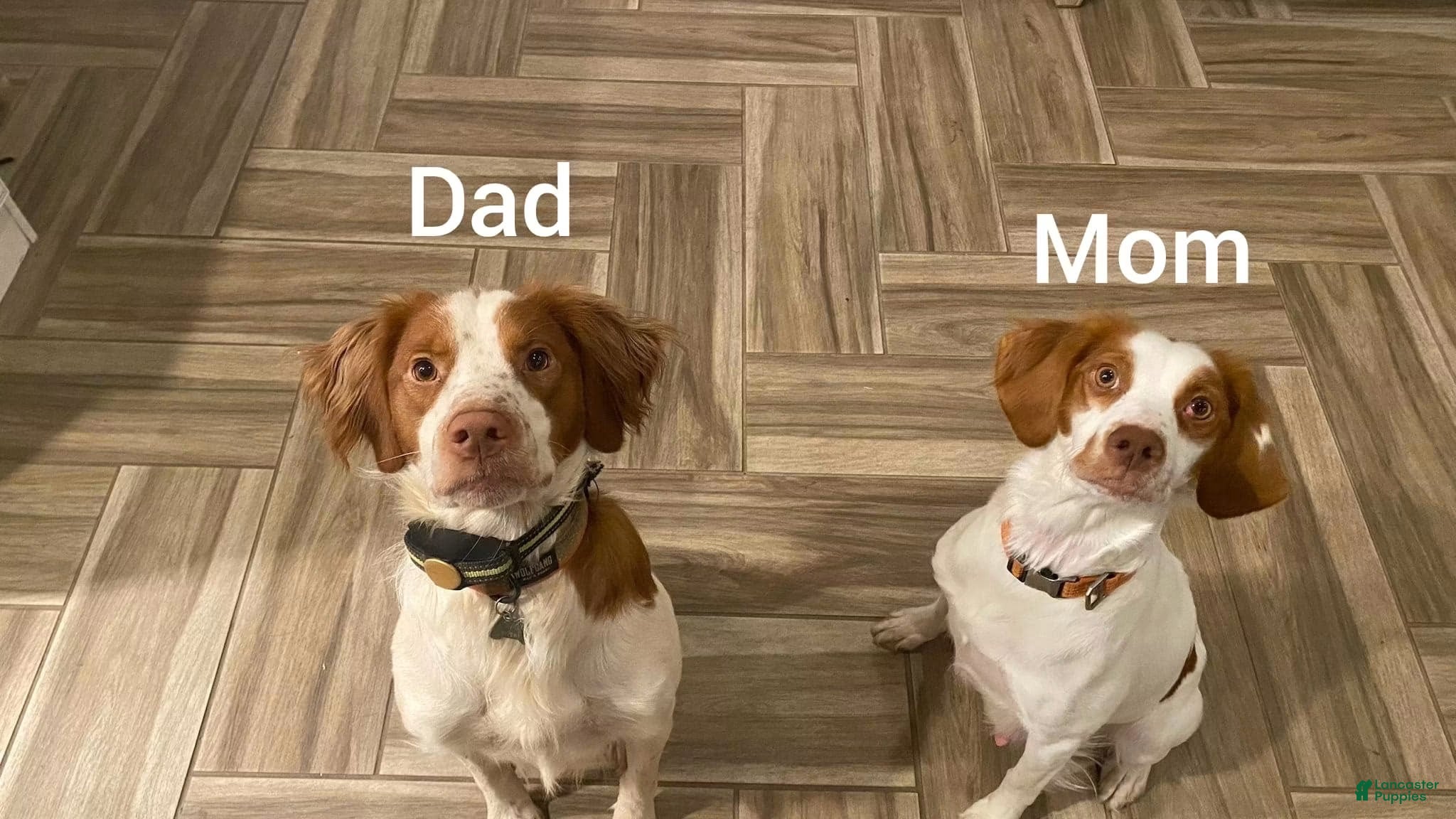 Brittany Spaniel dogs Brittany Spaniel 3 - Ad 2