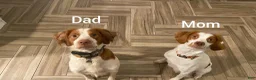 Brittany Spaniel dogs for sale: Brittany Spaniel 4 - Ad 2
