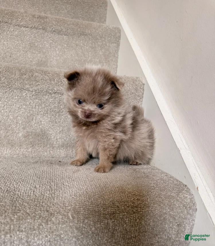 Pomeranian dogs Rex - Ad 34