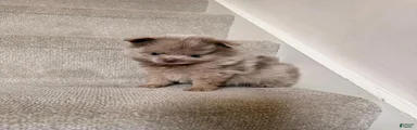 Rex
