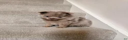 Pomeranian dogs for sale: Rex - Ad 1