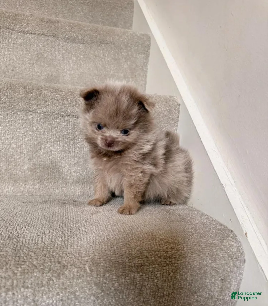 Pomeranian dogs for sale: Rex - Ad 1