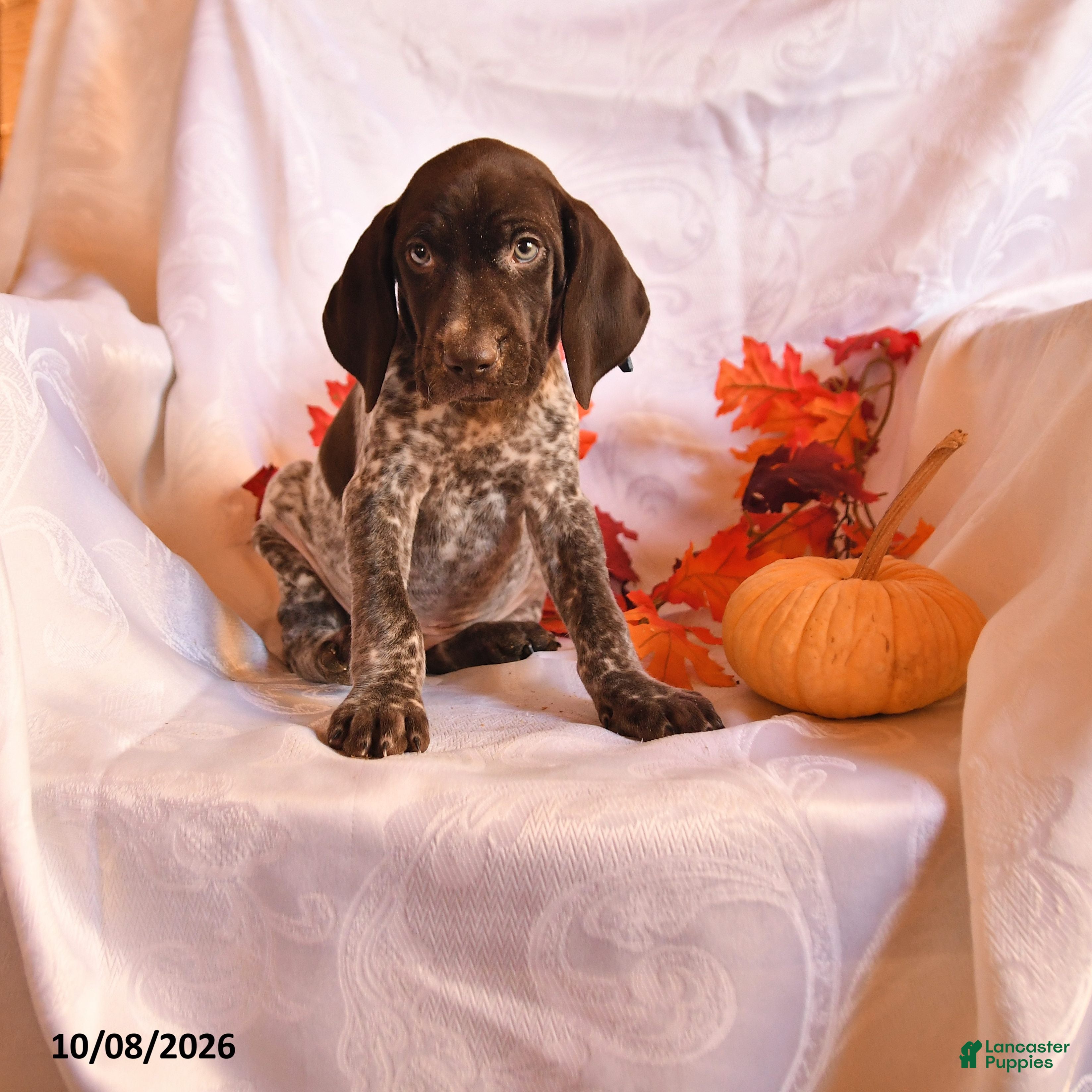 German Shorthaired Pointer dogs Chip - Ad 1