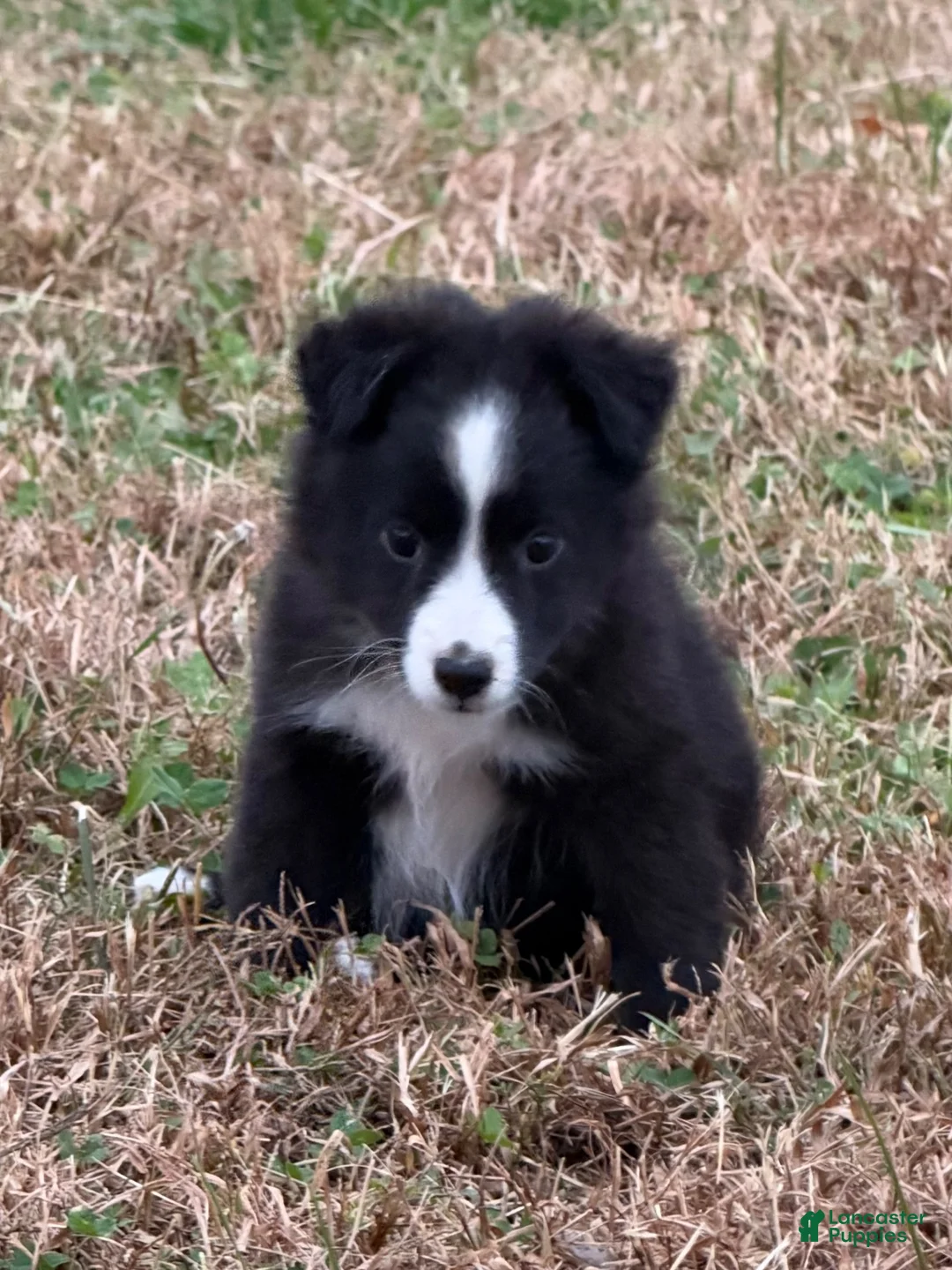 Miniature Australian Shepherd dogs for sale: Trixie - Ad 1