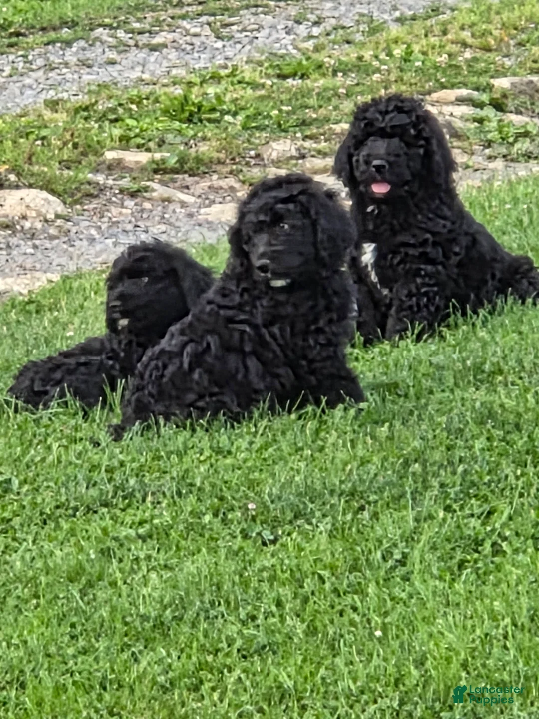 Bernedoodle dogs for sale: Mikey  - Ad 1