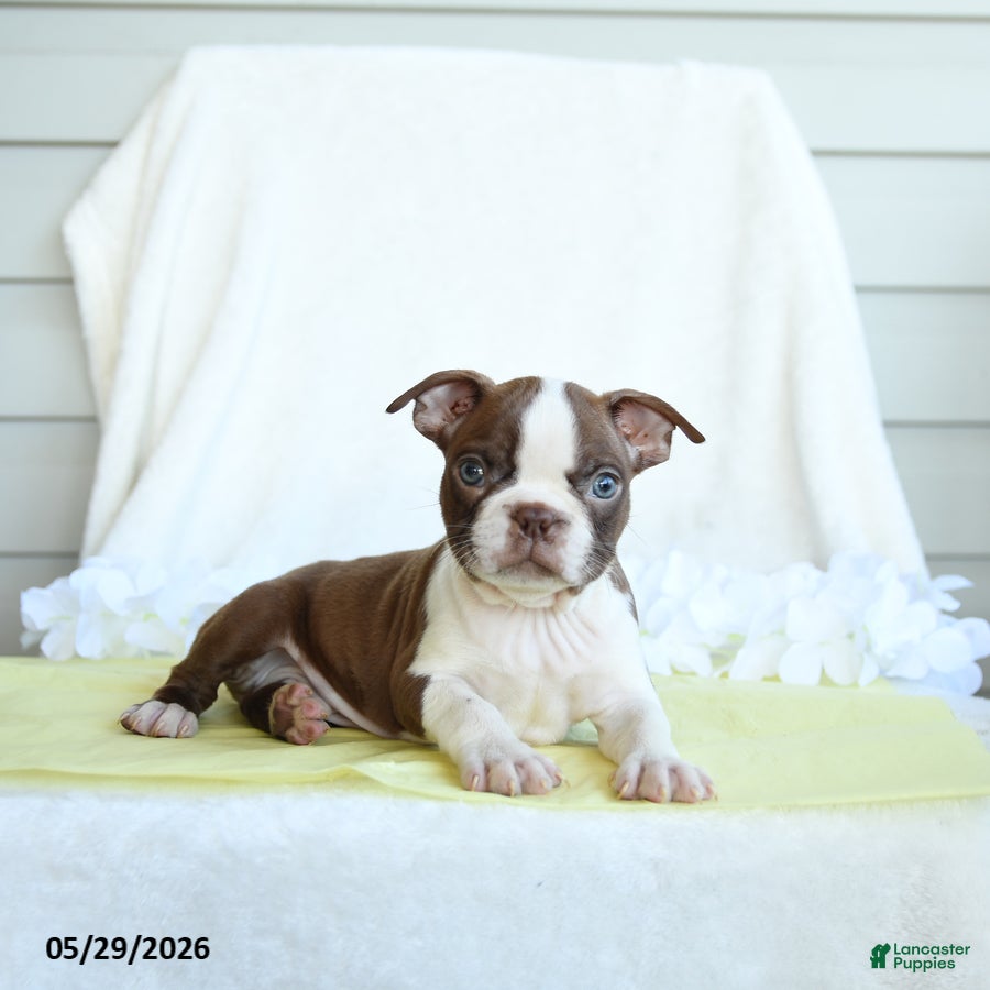 Boston Terrier dogs Nixon - Ad 1
