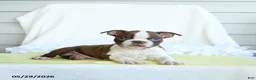 Boston Terrier dogs for sale: Nixon - Ad 1
