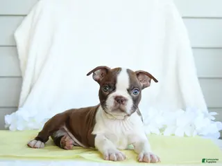 Boston Terrier dogs for sale: Nixon - Ad 4