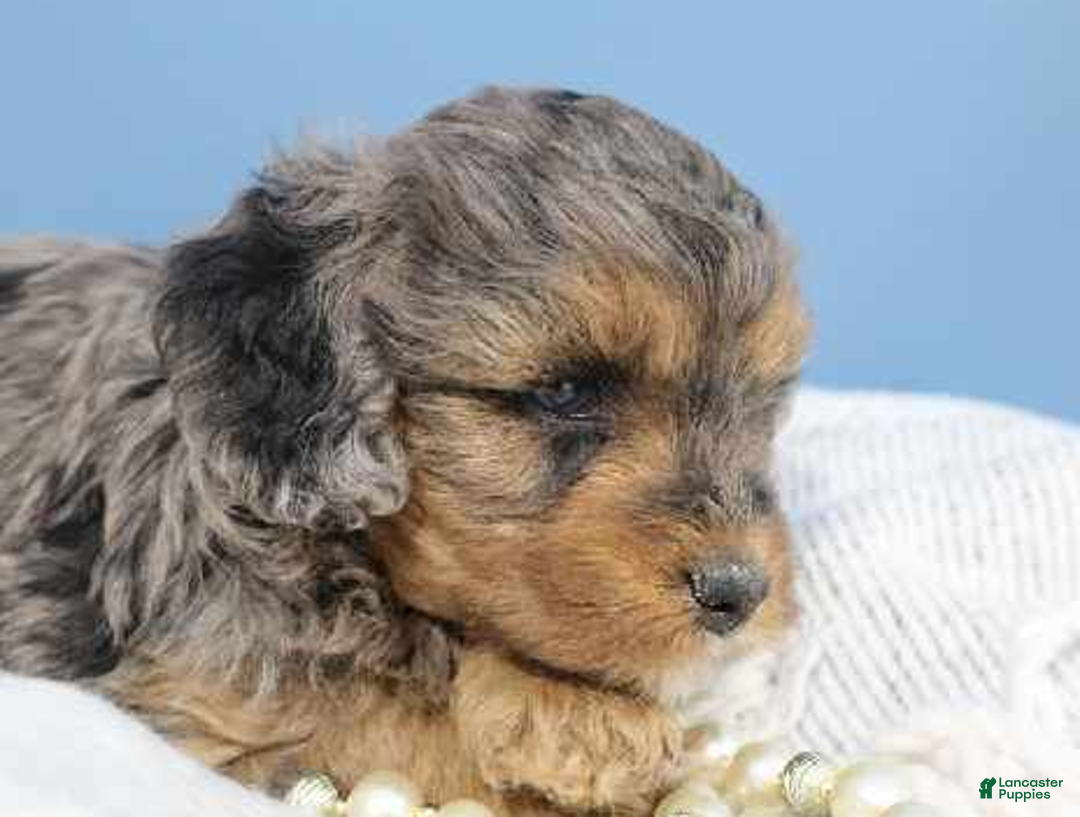 Cavapoo dogs for sale: Forrest - Ad 5