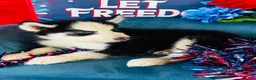 Siberian Husky dogs for sale: Rolex - Ad 5