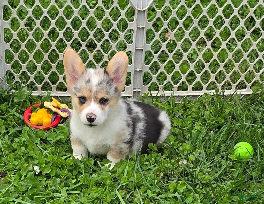 Welsh Corgi Pembroke dogs Stunning Stanley  - Ad 1