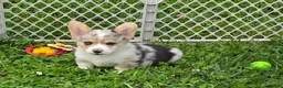 Welsh Corgi Pembroke dogs for sale: Stunning Stanley  - Ad 1