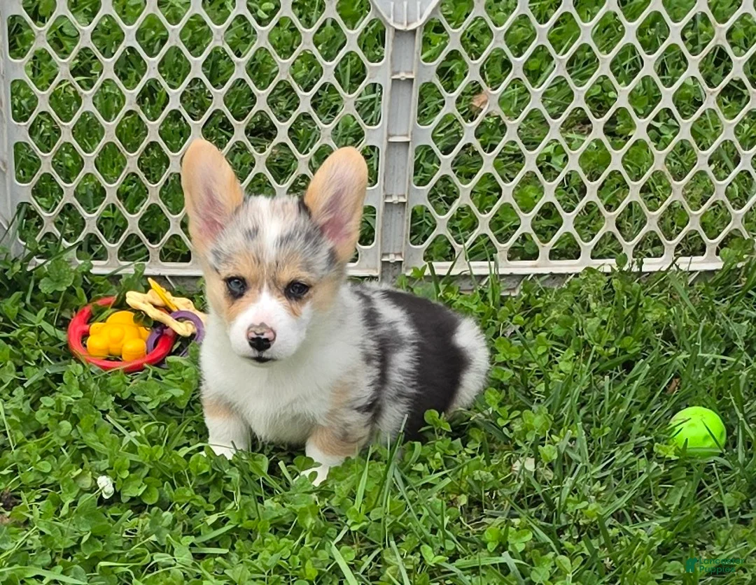 Welsh Corgi Pembroke dogs for sale: Stunning Stanley  - Ad 1