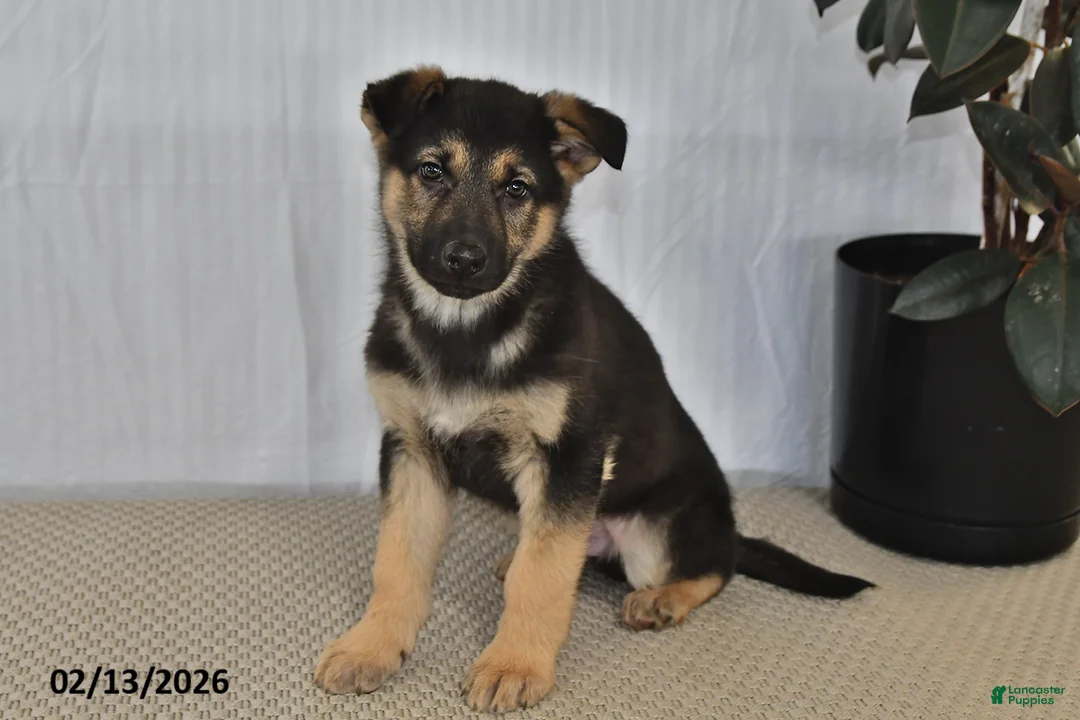 German Shepherd dogs for sale: Chad - Ad 2