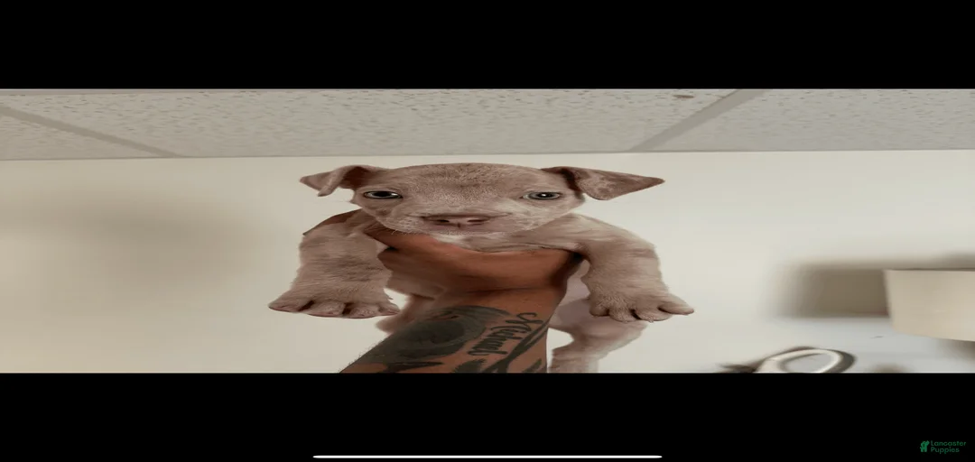 Gallery Image {{count}}